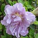 Rhododendron hort. Elsie Lee