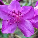 Rhododendron hort. Enzett-Königstein