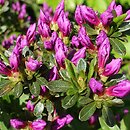 Rhododendron hort. Enzett-Lilienstein