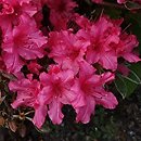 Rhododendron hort. Farrow