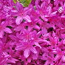 Rhododendron hort. Hatsu Giri