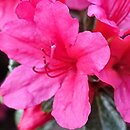 Rhododendron hort. Hino Crimson