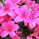 Rhododendron hort. Hinomayo