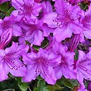 Rhododendron hort. Königstein
