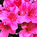 Rhododendron hort. Labe