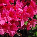 Rhododendron hort. Geisha Dunkelrosa