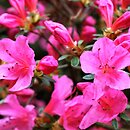 Rhododendron hort. Mme. Albert van Hecke
