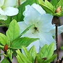Rhododendron hort. Olga Niblit