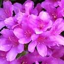 Rhododendron hort. Sasava
