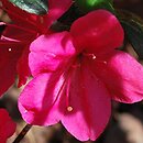 Rhododendron hort. Tornella