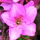 Rhododendron hort. Vltava