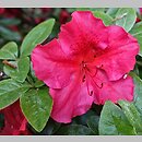 Rhododendron hort. Vuyk's Scarlet