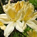 Rhododendron hort. Aureum