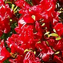 Rhododendron hort. Estrella