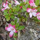 Rhododendron hort. Izumi no mai