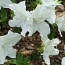 Rhododendron hort. Marie's Choice