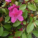 Rhododendron hort. Multiflorum