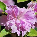 Rhododendron hort. Rose