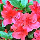 Rhododendron hort. Geisha Orange