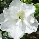 Rhododendron hort. Schneeperle