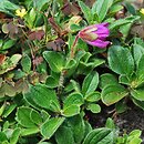 Rhododendron camtschaticum (azalia kamczacka)