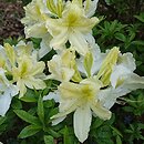 Rhododendron molle ssp. molle (azalia miękka)