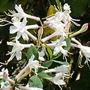 Rhododendron atlanticum (azalia nadbrzeżna)