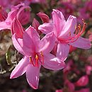 Rhododendron prinophyllum (azalia różowa)