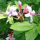 Rhododendron periclymenoides (azalia wiciokrzewowata)