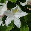 Rhododendron hort. Bridesmaid