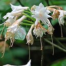 Rhododendron hort. Canon's Double