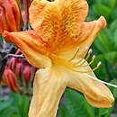 Rhododendron hort. Christopher Wren