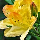 Rhododendron hort. Dr. Reichenbach
