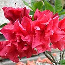 Rhododendron hort. Fabiola