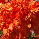 Rhododendron hort. Fasching