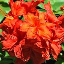 Rhododendron hort. Fireball