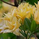 Rhododendron hort. Freya