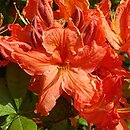 Rhododendron hort. Fridtjof Nansen