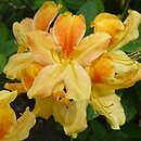 Rhododendron hort. Goldflamme
