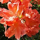 Rhododendron hort. Cahterine van Tol