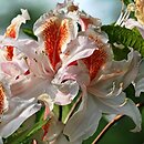 Rhododendron hort. Jock Brydon