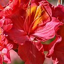 Rhododendron hort. Juanita
