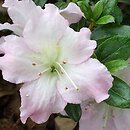 Rhododendron hort. Kaho