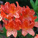 Rhododendron hort. Koster's Brilliant Red