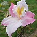 Rhododendron hort. Kranenfee