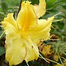 Rhododendron hort. Marabella