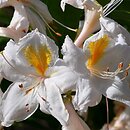 Rhododendron hort. Möve