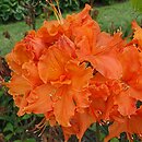 Rhododendron hort. Orangeade