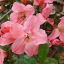 Rhododendron hort. Pink Pancake