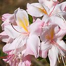 Rhododendron hort. Satomi